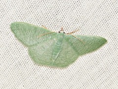 Prasinocyma immaculata