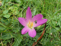 Colchicum montanum