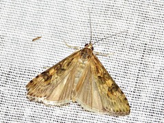 Nomophila noctuella