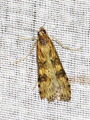Nomophila noctuella