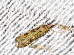 Nomophila noctuella