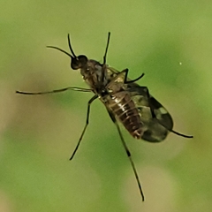 Sylvicola alternatus