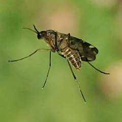 Sylvicola alternatus