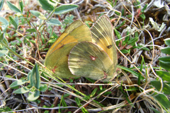 Colias hecla