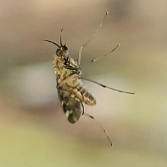 Sylvicola alternatus