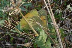 Colias hecla