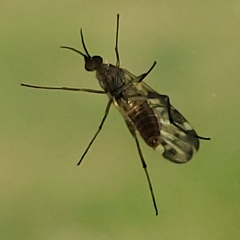 Sylvicola alternatus