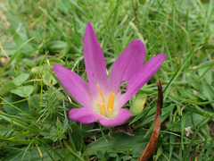 Colchicum montanum