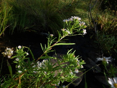 Symphyotrichum bracteolatum