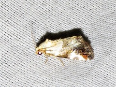 Hypercodia wheeleri