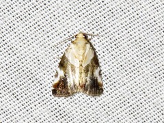 Hypercodia wheeleri