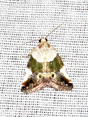 Hypercodia wheeleri