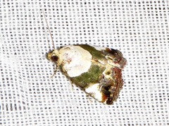 Hypercodia wheeleri