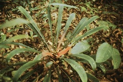 Bromelia agavifolia
