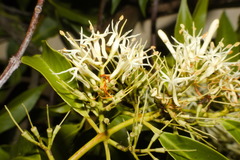 Tripodanthus acutifolius