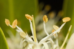 Tripodanthus acutifolius