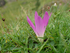 Colchicum montanum