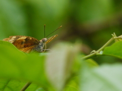 Junonia orithya swinhoei