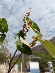 Croton guatemalensis