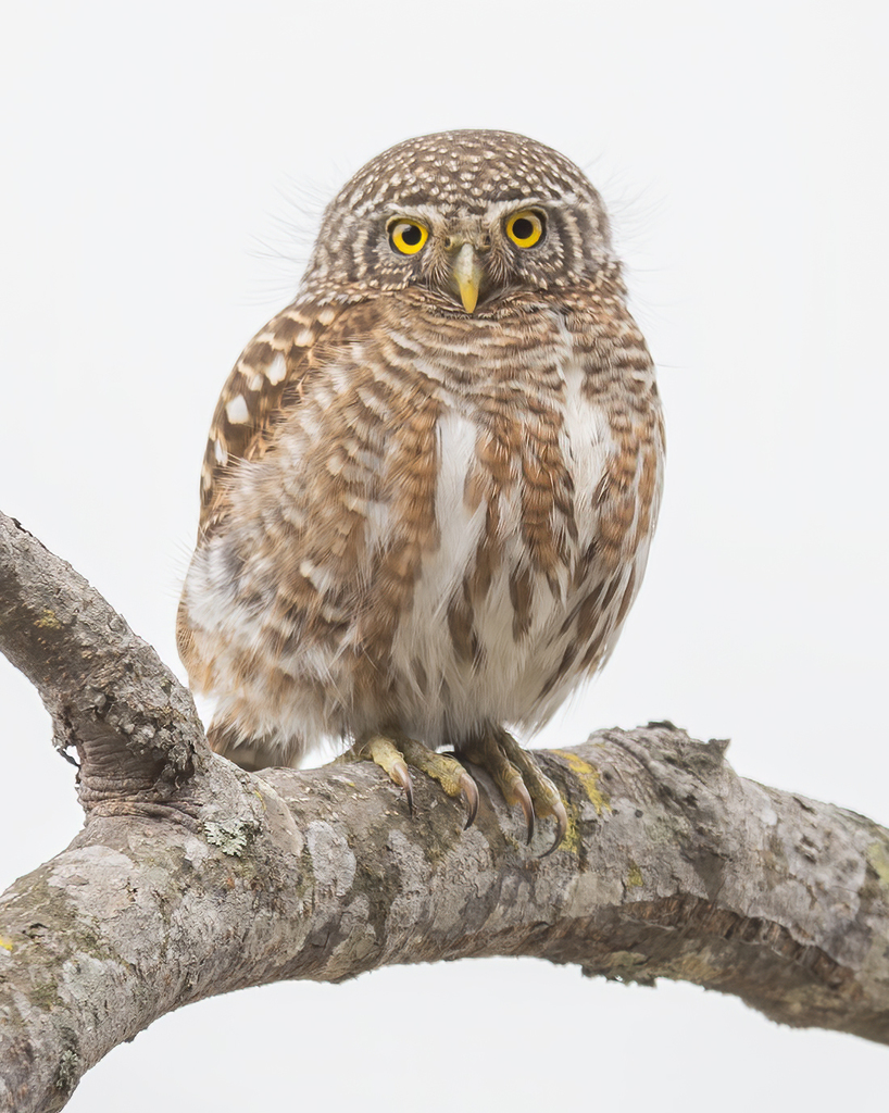 Collared Owlet photo