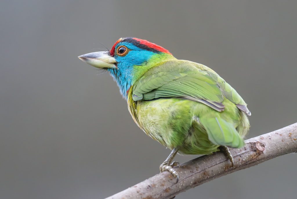 Blue-throated Barbet photo