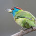 Blue-throated Barbet - Photo (c) Morten Ross, some rights reserved (CC BY-NC), uploaded by Morten Ross