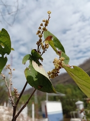 Croton guatemalensis