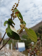 Croton guatemalensis