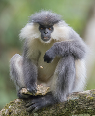 Trachypithecus pileatus