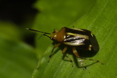 Horciasinus signoreti