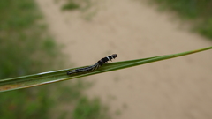 Helcystogramma triannulella