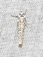 Yponomeuta strigillatus