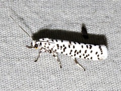 Yponomeuta strigillatus