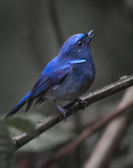 Niltava macgrigoriae