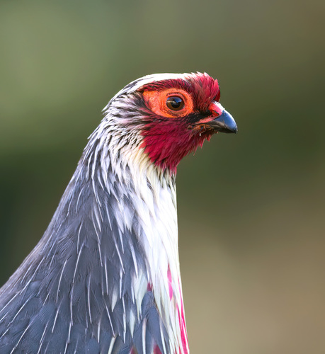Blood Pheasant photographed in Bhutan