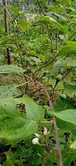 Solanum torvum