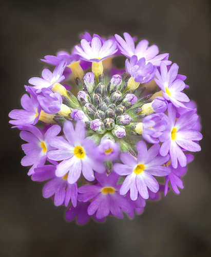 Primula denticulata (Primula denticulata)