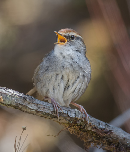 Grey-sided Bush Warbler (Cettia brunnifrons), photo 7