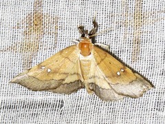 Disticta atava