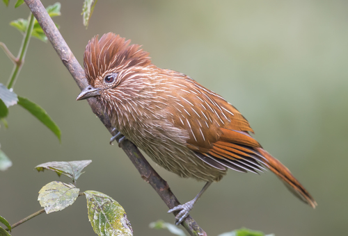 Striated Laughingthrush (Grammatoptila striata), photo 3