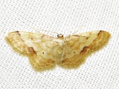 Idaea squamulata