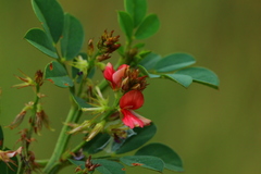 Indigofera oxalidea