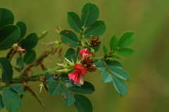 Indigofera oxalidea
