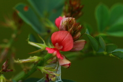 Indigofera oxalidea