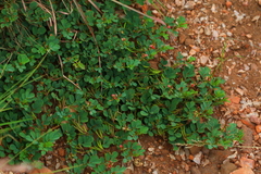 Indigofera oxalidea