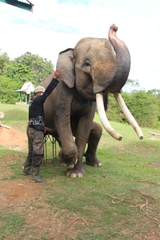 Elephas maximus sumatranus