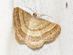 Chiasmia normata