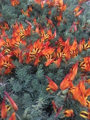 Lotus berthelotii