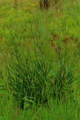Senecio inornatus
