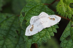 Auzata superba superba